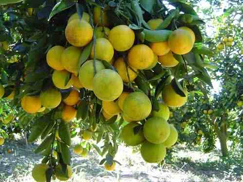 Laranja Folha Murcha