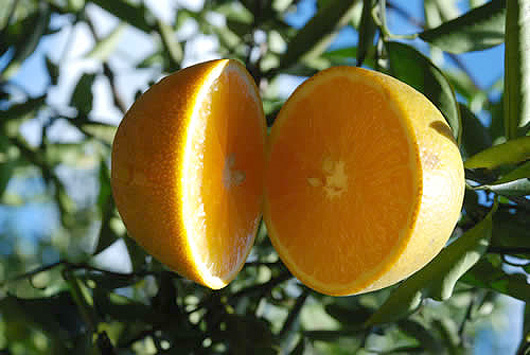 Laranja Hamlin