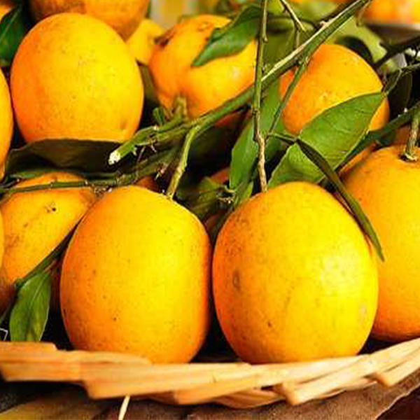 Laranja Natal