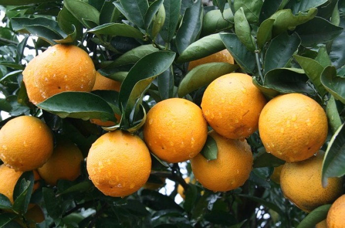 Laranja Westin